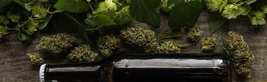 Kombucha artisanal Chanvre et Houblon Galatea — 0% CBD, 0% THC, 100% ZEN, Agriculture Biologique, long neck ambrée 33cl